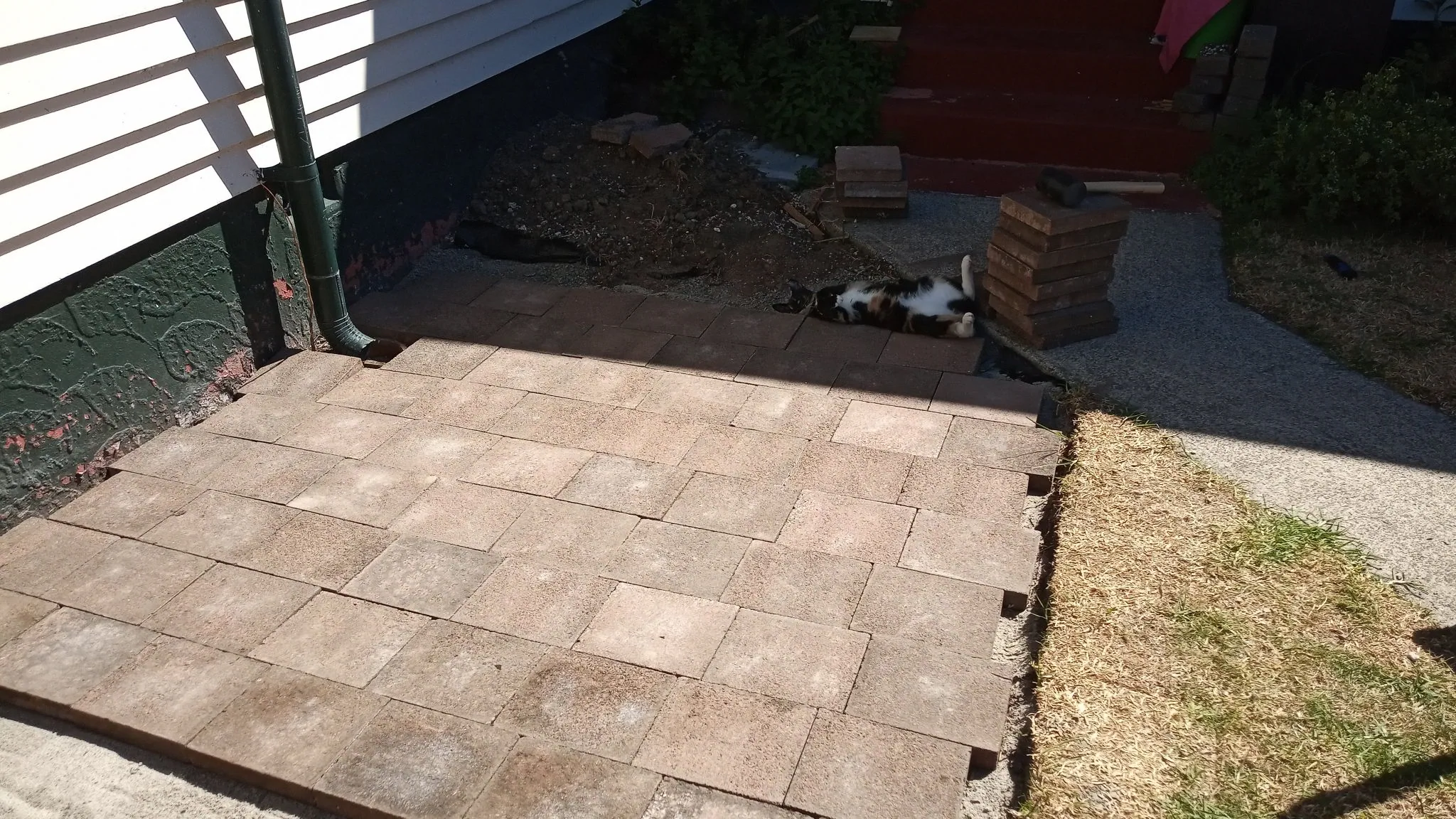 Ferne is liking the new patio (2)